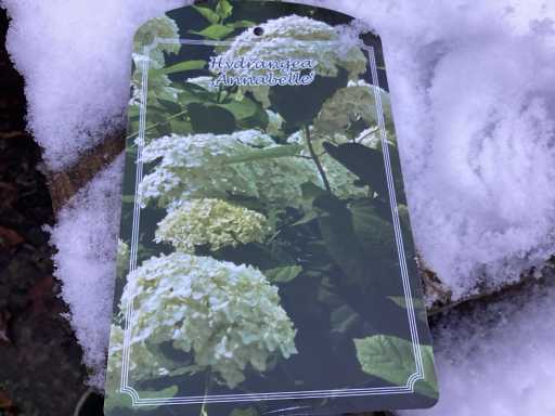 Hortensiasoort - Hydrangea Annabelle (x30)