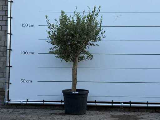 Drzewo oliwne Florida - Olea Europaea - około 25 lat - wysokość ok. 160 cm
