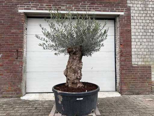 Olive tree Bonsai - Olea Europaea - 75 years old - height approx. 220 cm