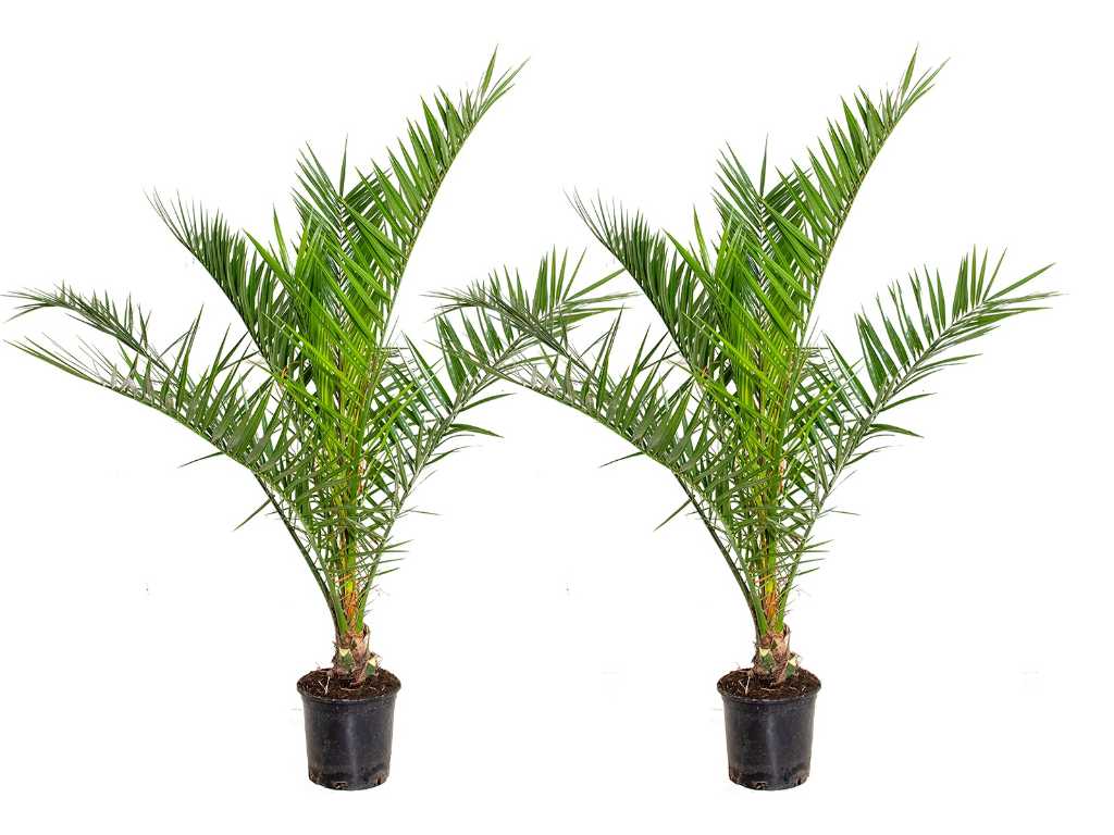 2x Canarian Date palm - Mediterranean tree - Phoenix Canariensis - height approx. 90 cm