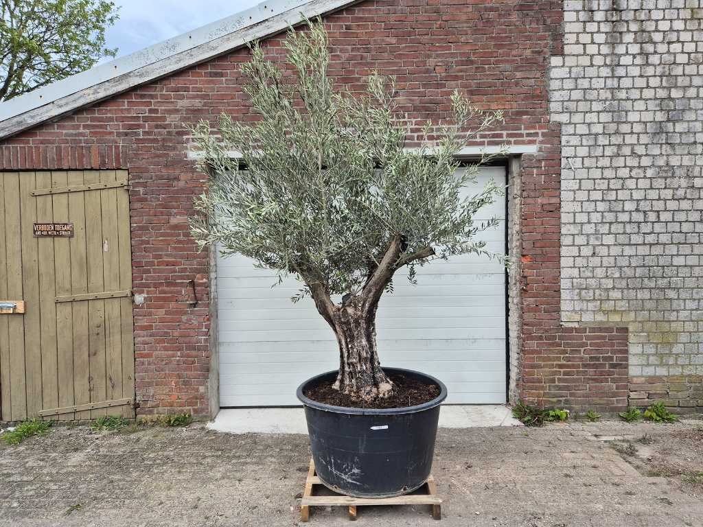 Olivenbaum Old Skin - Olea Europaea - Höhe ca. 300 cm