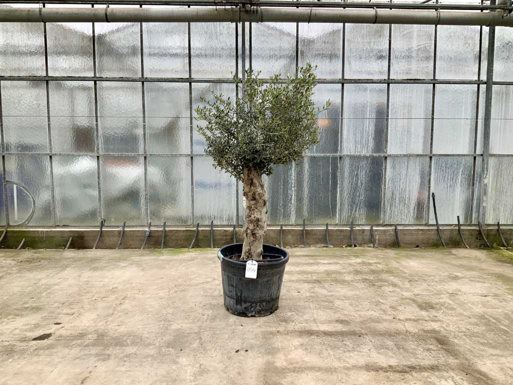 olijfboom (Olea Europaea Lessini)