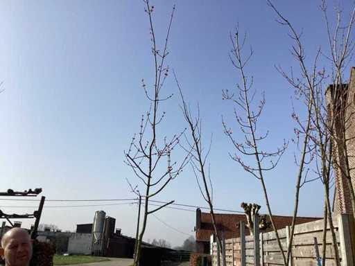 Acer rubrum (1)