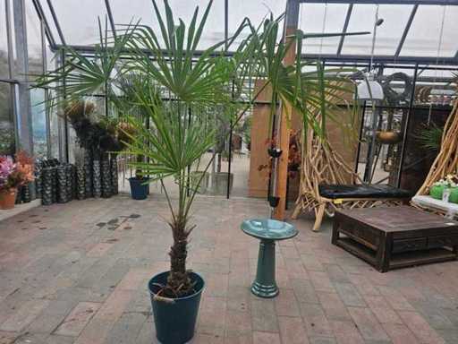 Wspaniała palma konopna (Trachycarpus fortunei) – Odporna do -18°C