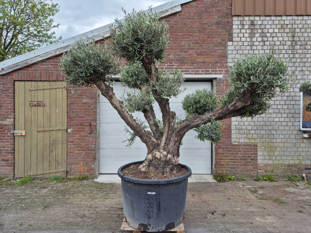 Olijfboom Multibol - Olea Europaea - 100 jaar oud - hoogte ca. 300 cm