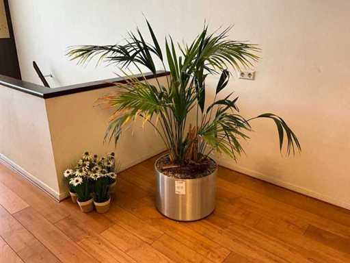 Piante con vasi