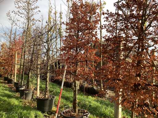 Grab – Espalier (2x)