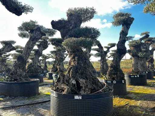 Jubiläums-Olivenbäume – Olea Europea Pom Pom Pom