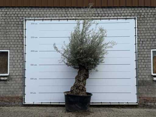 Olive tree Bonsai - Olea Europaea - approx. 80 years old - height approx. 250 cm