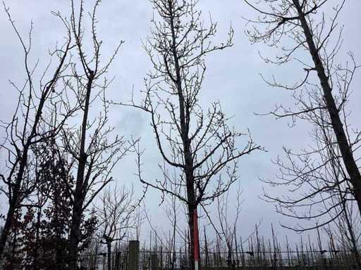 Hand pear - Fruit / fruit tree