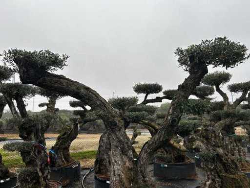 Olea Europea Pom Pom Secolare