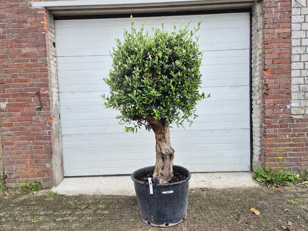 Żarówka Olive Tree Compact XL - Olea Europaea - wysokość ok. 180 cm