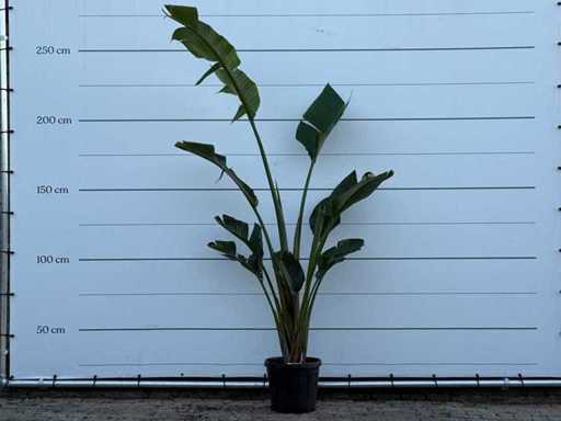 Bird of paradise plant - Strelitzia Augusta - height approx. 200 cm