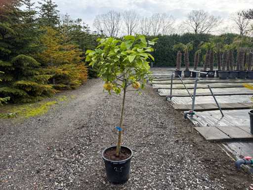 Citrus Paradisi - Grapefruit Tree 150cm