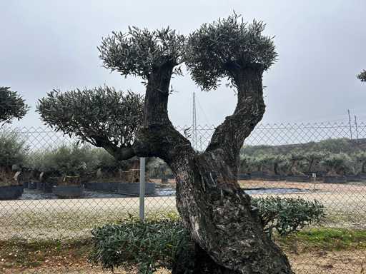 Olijfboom - Olea Europea 