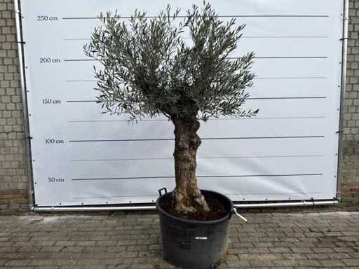 Bonsai d'ulivo - Olea Europaea - circa 80 anni - altezza circa 220 cm