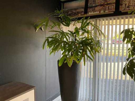 Plant met pot
