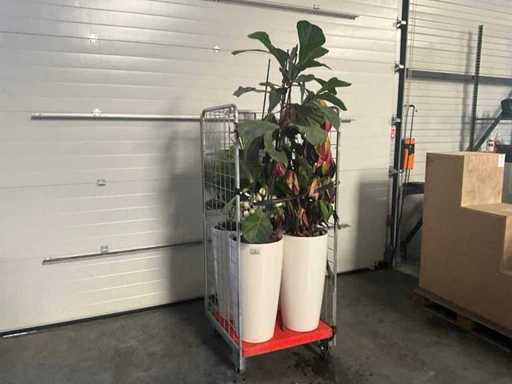 Flora Limburg Plant met pot  Ø40x76cm (4x)