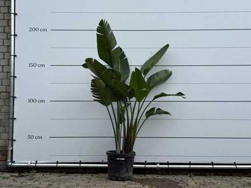 Bird of paradise plant - Strelitzia Augusta - height approx. 170 cm