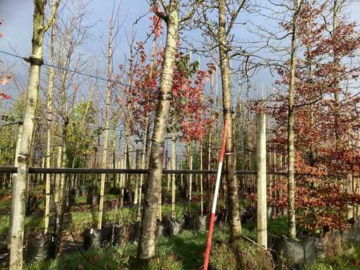 S?odka guma – drzewa ozdobne (2x)