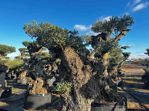 Olijfboom - Olea Europea Pom Pom Secolare 
