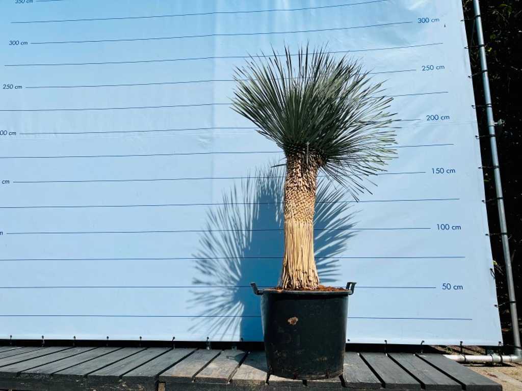 Yucca rostrata 210cm