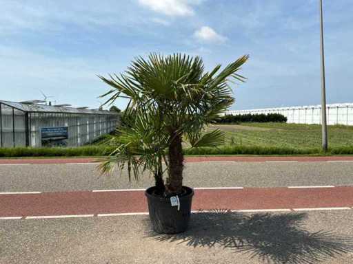 Doppio tronco di palma (Trachycarpus fortunei)
