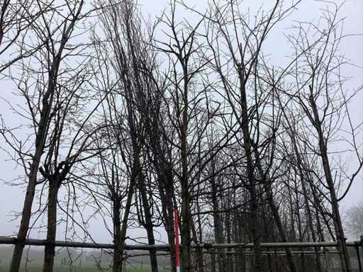 Amberboom - Vormboom (2x)