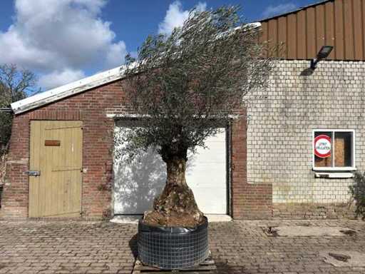 Bonsai d'ulivo XL - Olea Europaea - 200 anni - Altezza circa 300 cm