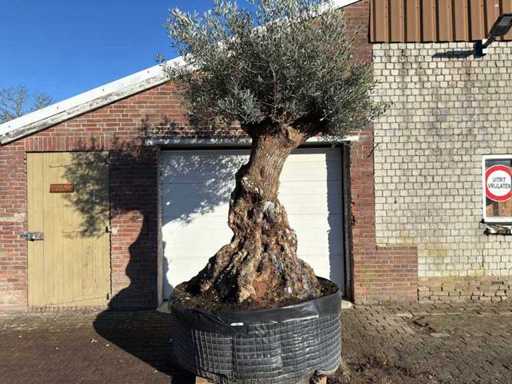Olivenbaumbonsai XL – Olea Europaea – ca. 100 Jahre alt – Höhe ca. 250 cm