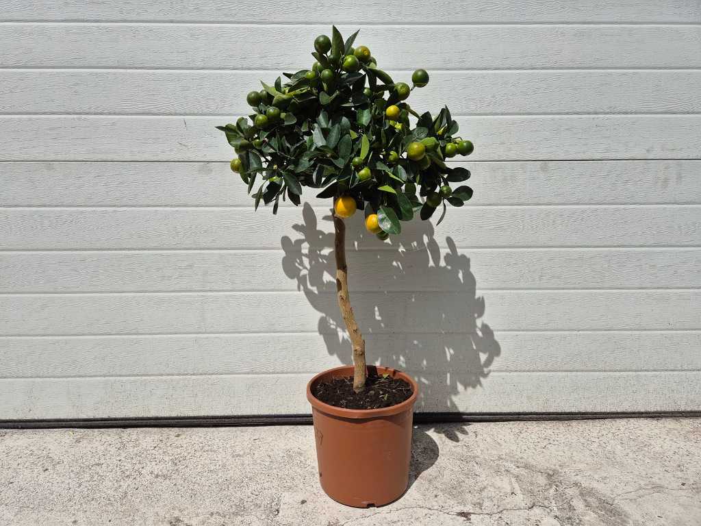 Mandarijnenboom - Vrucht- / fruitboom - Citrus Calamondin - hoogte ca. 100 cm