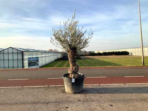 Olijfboom (Olea Europaea Lessini)