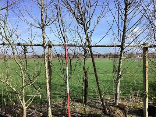 Sierappel - Meerstammige boom (2x)