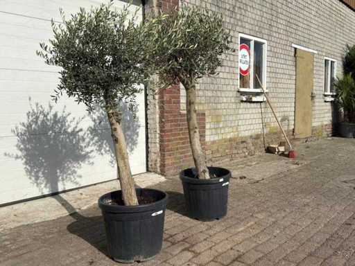 Drzewo oliwne na Florydzie - Olea europaea - Wysokość ok. 170 cm (2x)