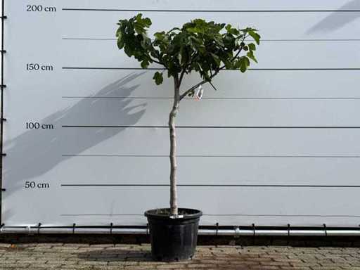 Fig tree low trunk XL - Ficus Carica - height approx. 200 cm