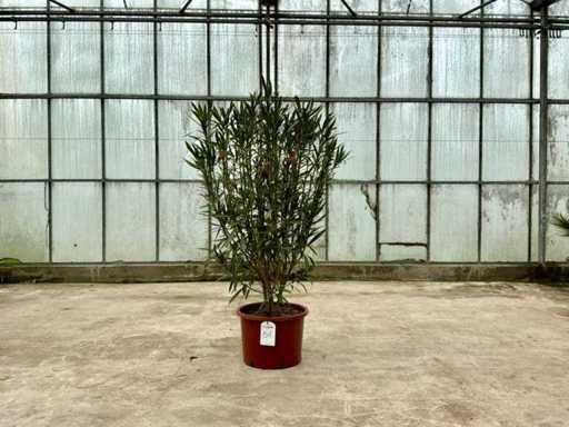 Nerium Oleander Rot