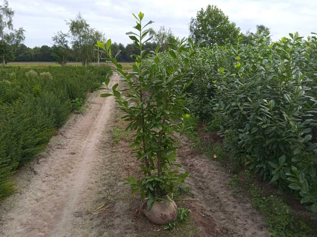 Alloro Prunus Laurocerasus 150-175 cm (30x)