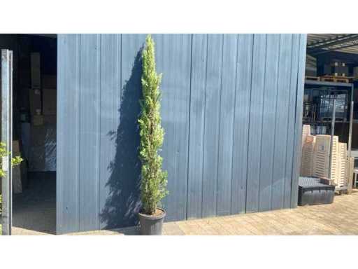 Cypress Tuscany height 250 cm Perennial