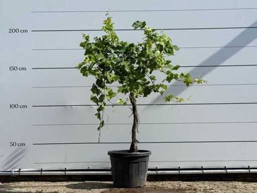 Grape plant standard - Vitis Vinifera - height approx. 200 cm