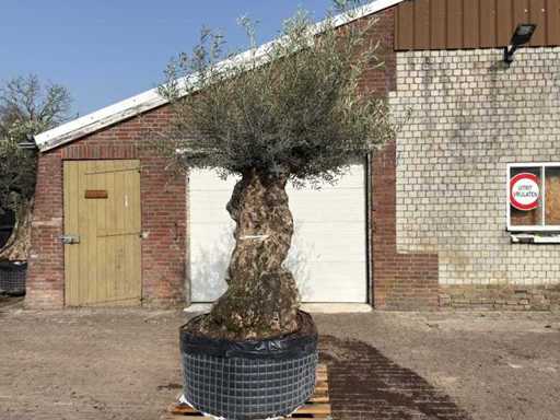 Olive tree Bonsai XL - Olea Europaea - approx. 150 years old - height approx. 250 cm