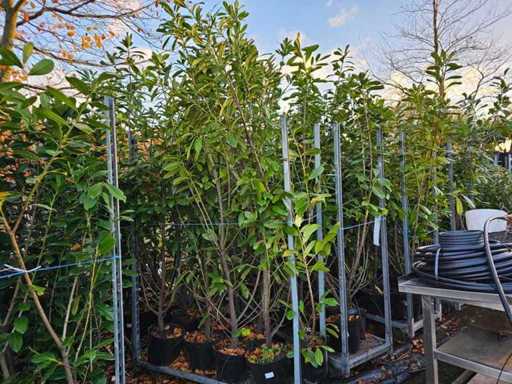 Set van 8 Cherry Laurel-haag - 250 cm - Hardy & Periwinkle