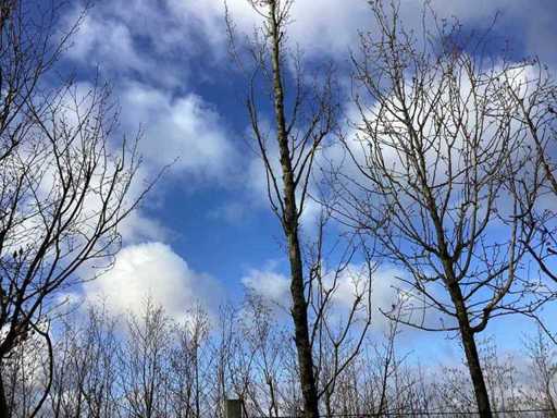 Haagbeuk - Vormbomen