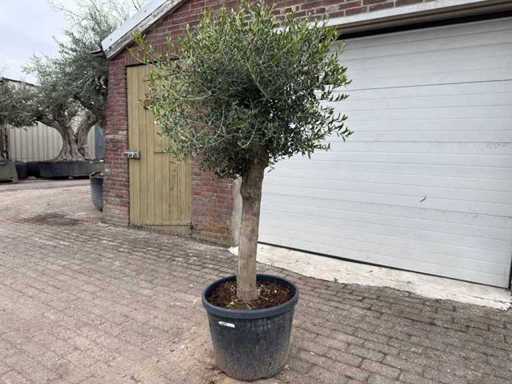 Olivenbaum kugelförmig M – Olea Europaea – Höhe ca. 170 cm