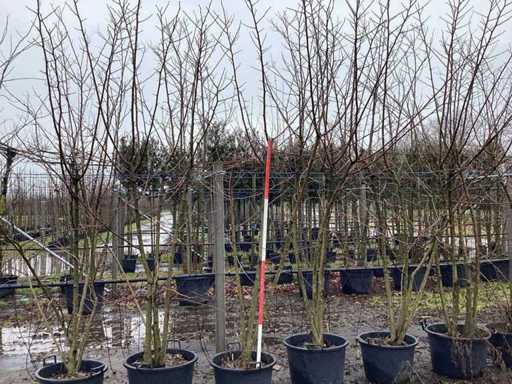 Mulberry - Multi-stemmed trees