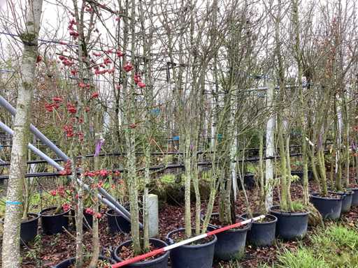 Ró?ne gatunki - Drzewo wielopniowe (5x)