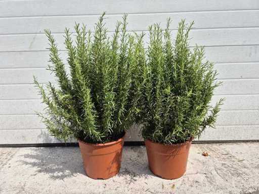 2x Rosemary bush - Rosmarinus Officinalis - height approx. 40 cm