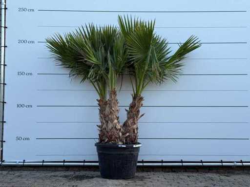 Mexican fan palm multi-stemmed - Washingtonia Robusta - height approx. 230 cm