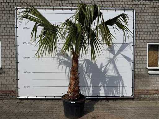 Mexikanische Fächerpalme – Washingtonia Robusta – Höhe ca. 150 cm