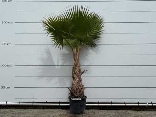 Mexicaanse waaierpalm - Washingtonia Robusta - hoogte ca. 210 cm