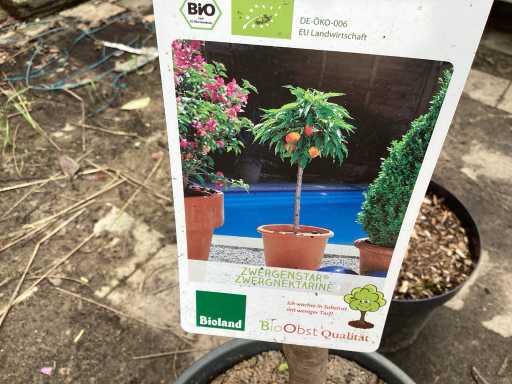 Fruitstam - Nectarine (x12)